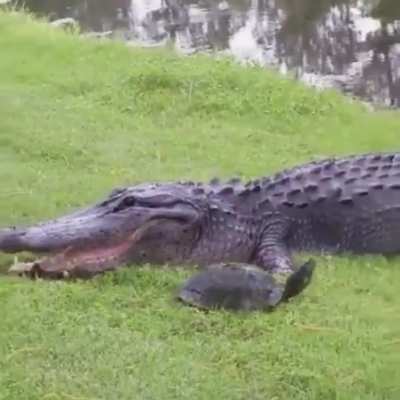 ? turtle narrowly avoids becoming this gators next meal ?