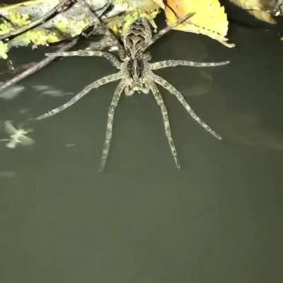 ? Fishing spider of Dolomedes genus grabbing leaves assuming it's prey,and having a hard time hunting...