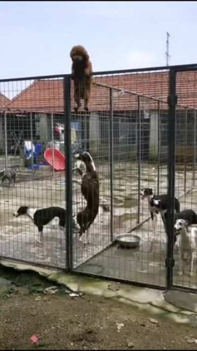 The Great Escape!