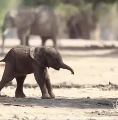 ? Baby elephant's first steps!