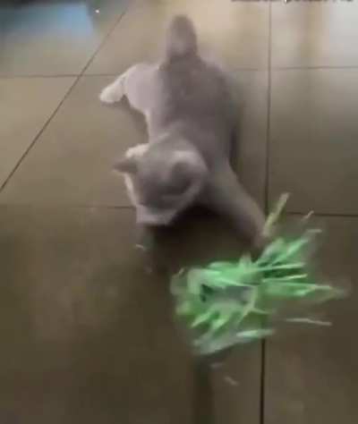 Cats being cats