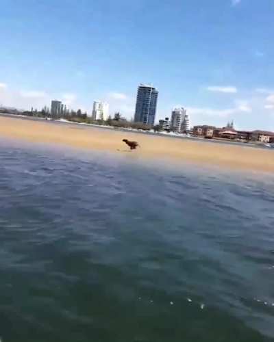 FOOTAGE SHOWS DOG KEEPING UP WITH SPEED BOAT IN A SPRINT RACE!