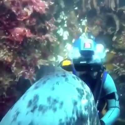 ? This scuba diver enjoying some attention from a friendly seal ?