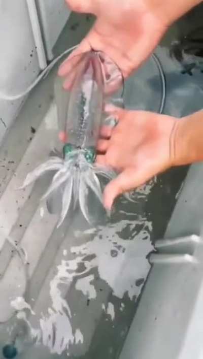? Watch this reef squid go from transparent to opaque in an instant