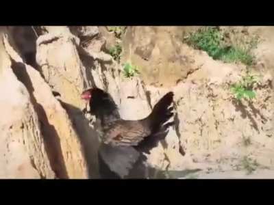 Chicken VS Hawk