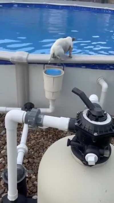 The way this pup gets out of the pool