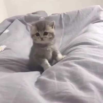 ❤️❤❤️ Meow. I said MEOW! ❤️❤❤️