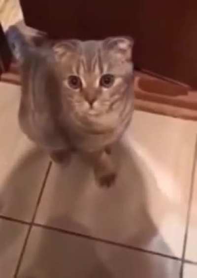 "If you're a good kitty say meow"