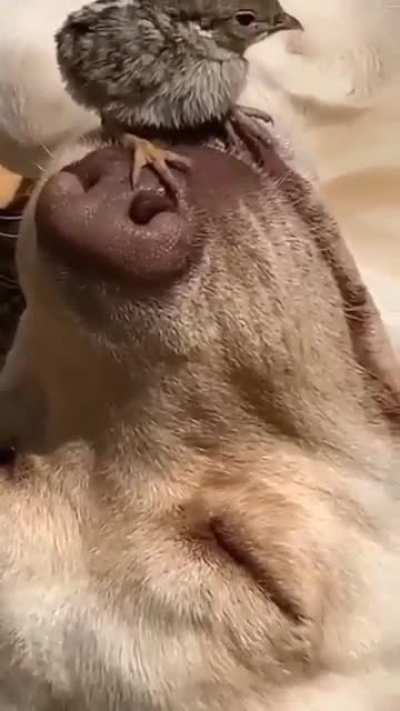 I can't understand how someone is so relaxed.