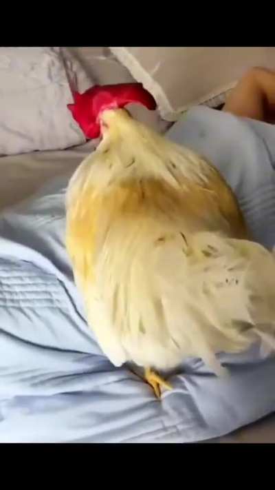 Best alarm ever seen... ?