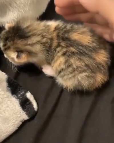 Startled little kitten