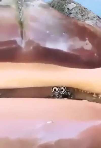 The eyes of a conch
