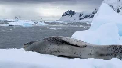 ?Distubing this leopard seals nap in Antarctica