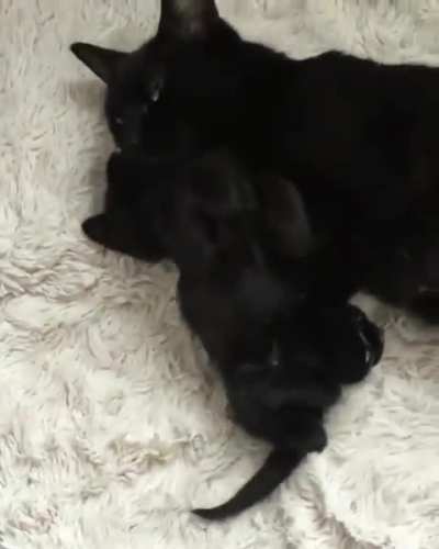 mama kitty and baby kitty hug so cuteee
