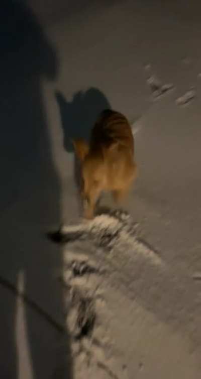 6 month old golden excited about her first big snow!