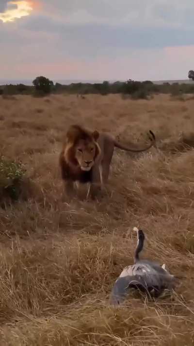 ? Heron with the honey badger impression. Big male lion looks flustered and unnerved by this aggressive display