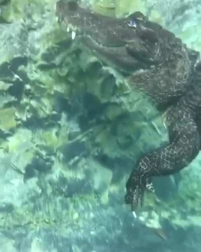 ? Alligator scratching its ear like a puppy ?