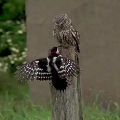 ? Owl is intimitading a woodpecker