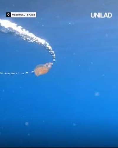 ? Jellyfish caught in a bubble ring
