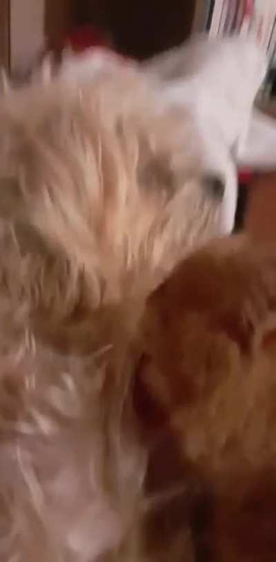 Here's a cat licking a dog