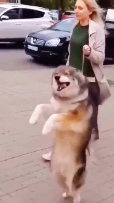 Kangoodog