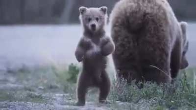 ? Baby Bear inviting to play ?