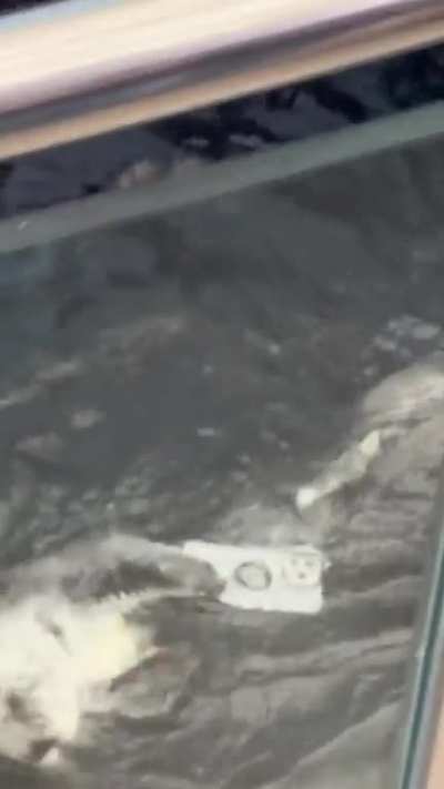 This otter thinks the phone is a clam after lady drops it in enclosure!