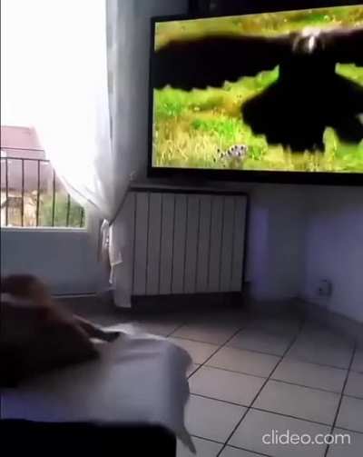 Better run then....