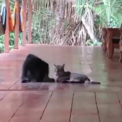 Everybody loves cats
