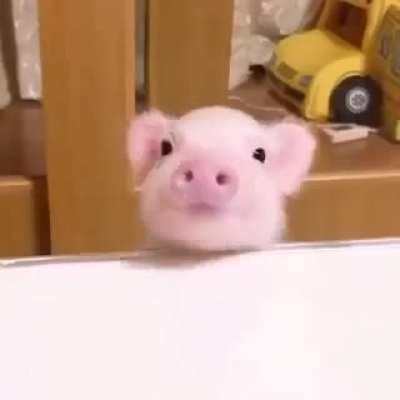 This adorable pig?