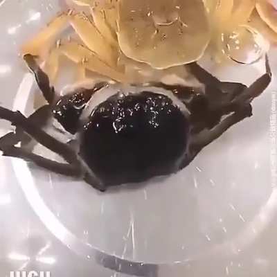 ? Crab shedding its old shell for a shinier new one