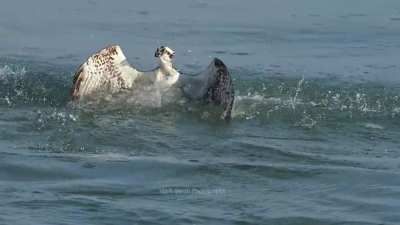 ? Osprey Dives and Catches Sailcat