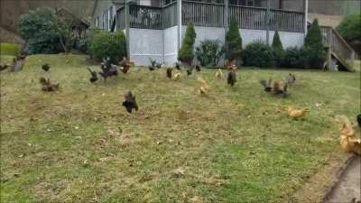 Hawk Alarm (turn on sound)