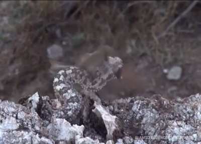 ? Spider-tailed viper is filmed for the first time in world