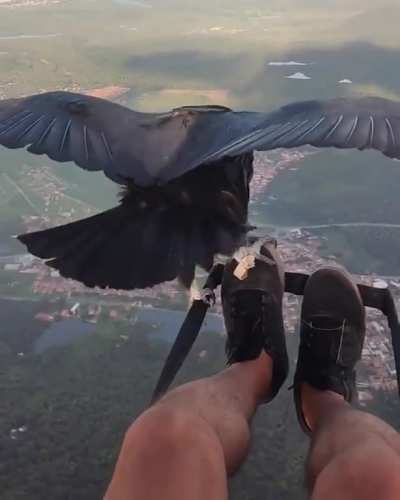 ? Flying with a vulture