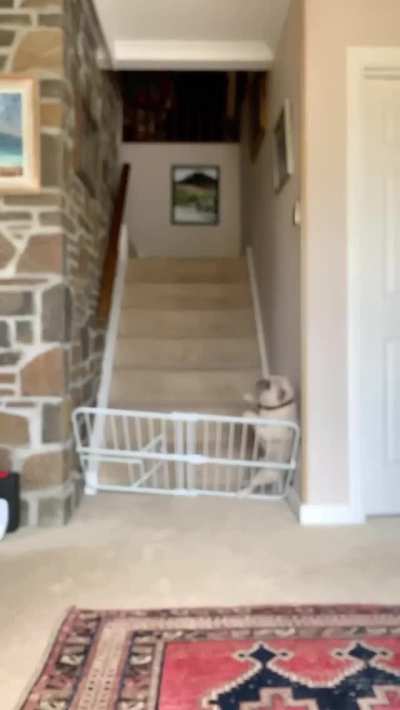 That dog's face!!!