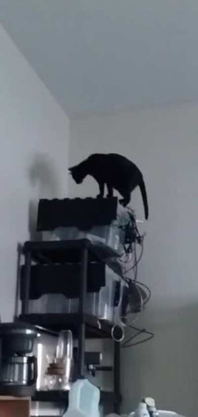 My cat everyone