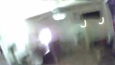 Cat just goes crazy