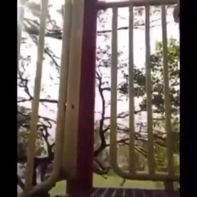 Playing with a snake