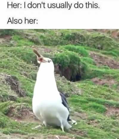 Not like the other birds