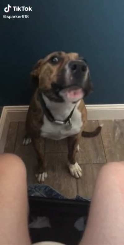 bullying good boi