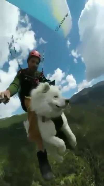 Doggo having a good time flying in the sky