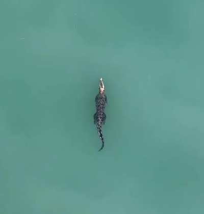 ? Crocodile from above