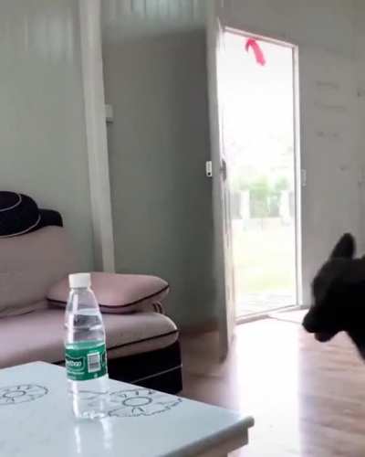 Dog fetching some water
