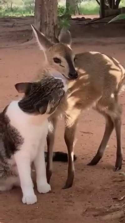 Friends must help each other?.
