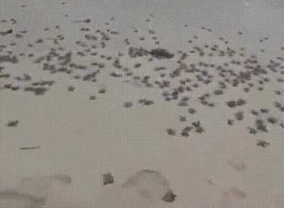 Every year the Nuevo Vallarta Sea Turtle Preserve in Nayarit, Mexico releases thousands of sea turtles into the Pacific Ocean with the help of volunteers who bring them to the beach just after they hatch in protected areas. These are newborn green sea tur