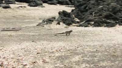 Most Intense Chase Ever|BBC Earth|