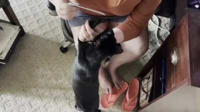 My cat asks to have his claws filed down.