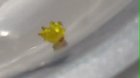 ? This caterpillar looks like a walking gummy bear