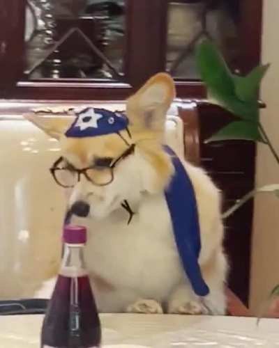 When you let your Jewish Grandfather babysit your dog...
